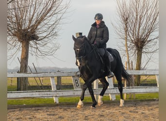 KWPN, Wallach, 11 Jahre, 165 cm, Schwarzbrauner