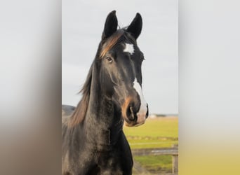 KWPN, Wallach, 11 Jahre, 165 cm, Schwarzbrauner