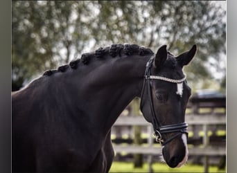 KWPN, Wallach, 11 Jahre, 165 cm, Schwarzbrauner