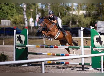 KWPN, Wallach, 11 Jahre, 166 cm, Fuchs