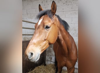 KWPN, Wallach, 11 Jahre, 167 cm, Brauner