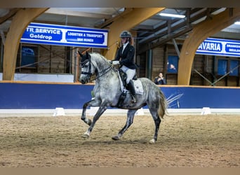 KWPN Mix, Wallach, 11 Jahre, 167 cm, Schimmel