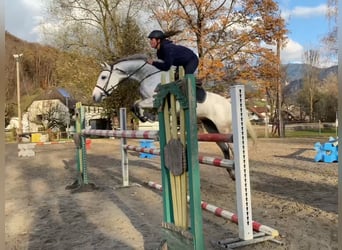 KWPN, Wallach, 11 Jahre, 167 cm, Schimmel