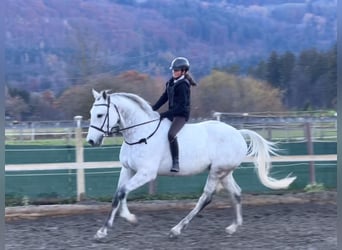 KWPN, Wallach, 11 Jahre, 167 cm, Schimmel