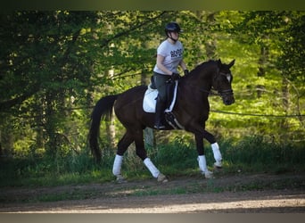 KWPN, Wallach, 11 Jahre, 168 cm, Brauner