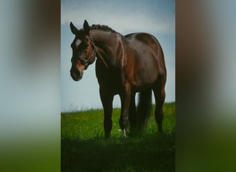 KWPN, Wallach, 11 Jahre, 168 cm, Brauner