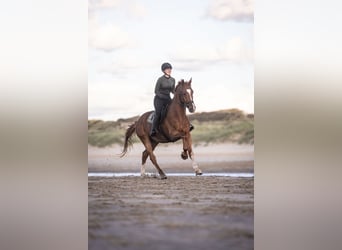 KWPN, Wallach, 11 Jahre, 168 cm, Fuchs