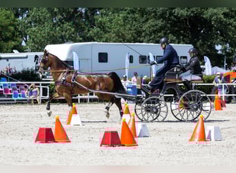 KWPN, Wallach, 11 Jahre, 168 cm, Rotbrauner