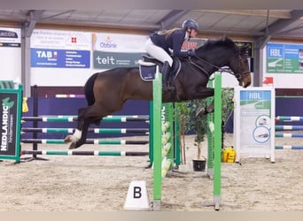 KWPN, Wallach, 11 Jahre, 169 cm, Dunkelbrauner