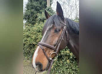 KWPN, Wallach, 11 Jahre, 169 cm, Dunkelbrauner