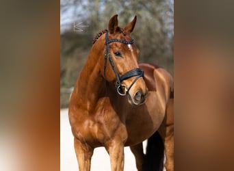 KWPN, Wallach, 11 Jahre, 169 cm, Fuchs