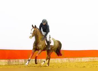 KWPN, Wallach, 11 Jahre, 169 cm