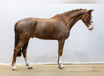 KWPN, Wallach, 11 Jahre, 169 cm