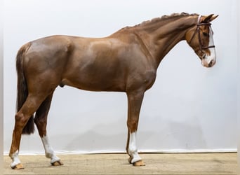 KWPN, Wallach, 11 Jahre, 169 cm