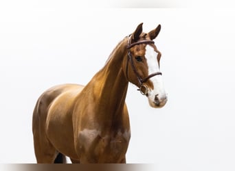 KWPN, Wallach, 11 Jahre, 169 cm