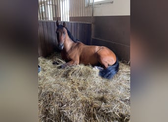 KWPN, Wallach, 11 Jahre, 170 cm, Dunkelbrauner