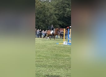 KWPN, Wallach, 11 Jahre, 170 cm, Fuchs