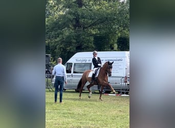 KWPN, Wallach, 11 Jahre, 170 cm, Fuchs