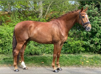 KWPN, Wallach, 11 Jahre, 170 cm, Fuchs