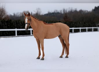 KWPN, Wallach, 11 Jahre, 170 cm, Fuchs