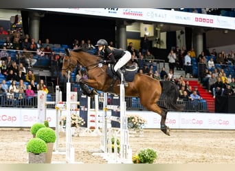 KWPN, Wallach, 11 Jahre, 170 cm, Rotbrauner