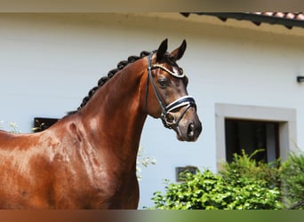 KWPN, Wallach, 11 Jahre, 170 cm, Schwarzbrauner