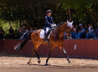 KWPN, Wallach, 11 Jahre, 171 cm, Dunkelbrauner