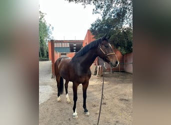 KWPN, Wallach, 11 Jahre, 171 cm, Dunkelbrauner