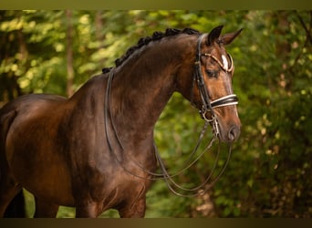 KWPN, Wallach, 11 Jahre, 171 cm, Schwarzbrauner