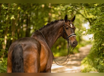 KWPN, Wallach, 11 Jahre, 171 cm, Schwarzbrauner