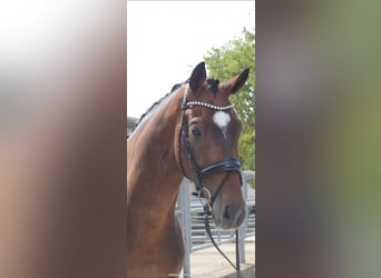 KWPN, Wallach, 11 Jahre, 172 cm, Brauner