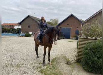 KWPN, Wallach, 11 Jahre, 172 cm, Brauner