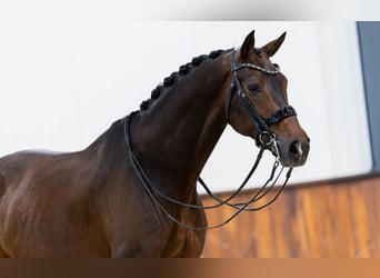 KWPN, Wallach, 11 Jahre, 172 cm, Dunkelbrauner