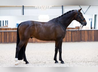 KWPN, Wallach, 11 Jahre, 172 cm, Dunkelbrauner