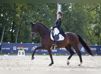 KWPN, Wallach, 11 Jahre, 172 cm, Rappe
