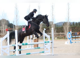 KWPN, Wallach, 11 Jahre, 172 cm, Rappe