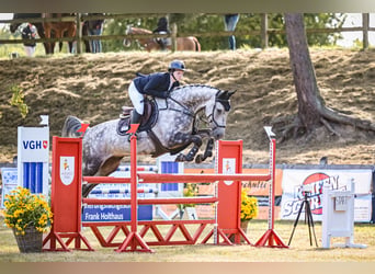 KWPN, Wallach, 11 Jahre, 172 cm, Schimmel