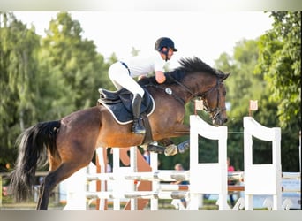 KWPN, Wallach, 11 Jahre, 173 cm, Dunkelbrauner