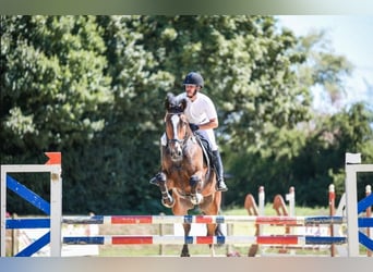 KWPN, Wallach, 11 Jahre, 173 cm, Dunkelbrauner