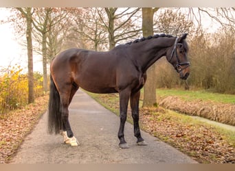 KWPN, Wallach, 11 Jahre, 175 cm, Dunkelbrauner