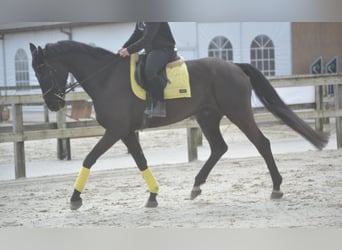 KWPN, Wallach, 11 Jahre, 175 cm, Rappe