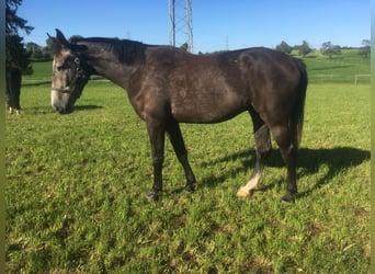 KWPN, Wallach, 11 Jahre, 175 cm, Schimmel