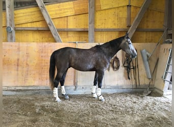 KWPN, Wallach, 11 Jahre, 175 cm, Schimmel