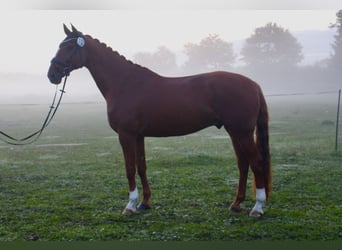 KWPN, Wallach, 11 Jahre, 178 cm, Fuchs