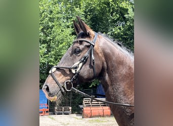 KWPN, Wallach, 11 Jahre, 180 cm, Rappe