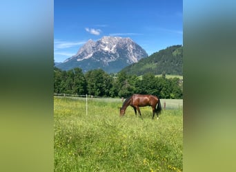 KWPN, Wallach, 11 Jahre, 182 cm, Brauner