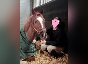 KWPN, Wallach, 12 Jahre, 164 cm, Dunkelfuchs