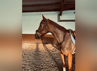 KWPN, Wallach, 12 Jahre, 164 cm, Dunkelfuchs