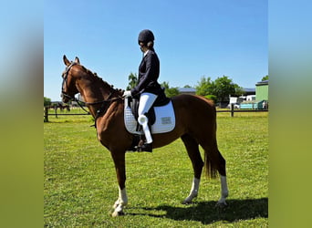 KWPN, Wallach, 12 Jahre, 164 cm, Dunkelfuchs