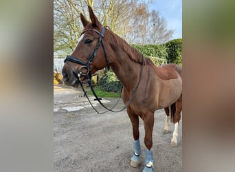 KWPN, Wallach, 12 Jahre, 164 cm, Dunkelfuchs
